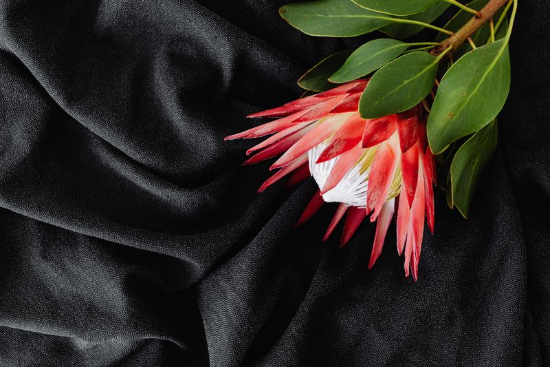 Composition florale luxueuse avec protéas — boutique interflora