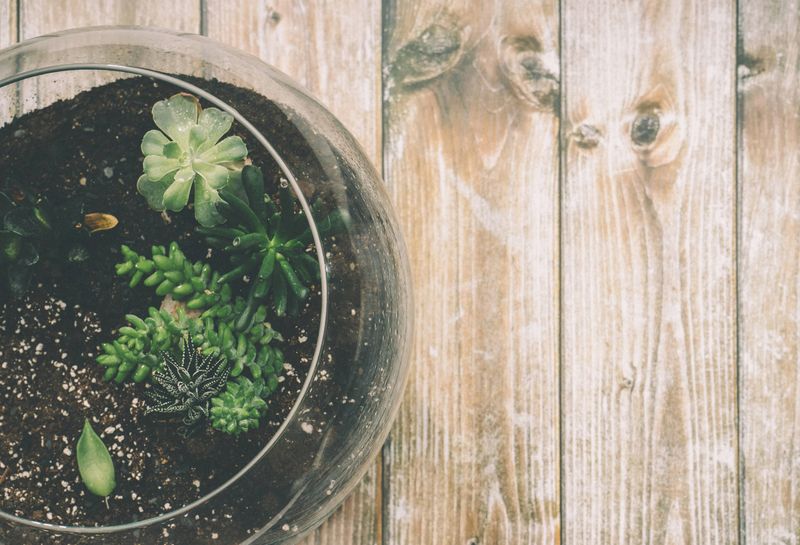 Terrarium décoratif avec succulentes — interflora décoration végétale